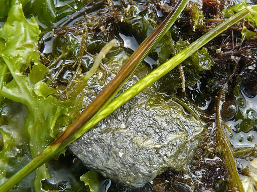 Zostera marina flowers.jpg - Eelgrass flower head ( Zostera marina ), Lucy Islands
